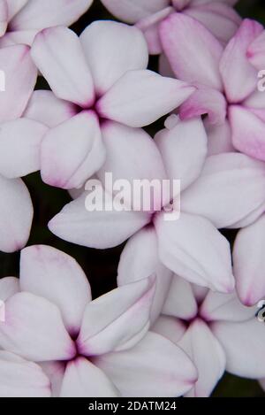 Rhodohypoxis baurii „Tetra White“ Stockfoto