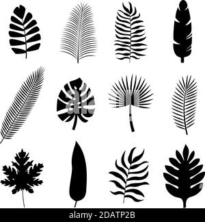 Setzen Sie schwarze tropische Silhouetten von Palmblättern. Monstera, Kokosnuss, Banane, Mango, chamaedorea. Vektorgrafik auf weißem Hintergrund Stock Vektor