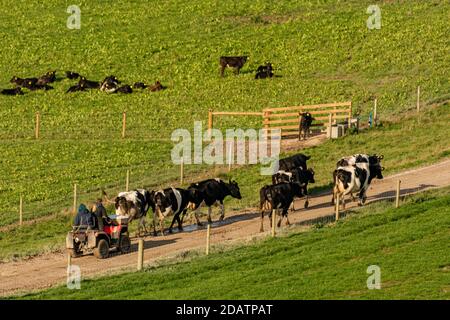 Rinder werden mit dem Quad-Bike gezüchtet. Stockfoto