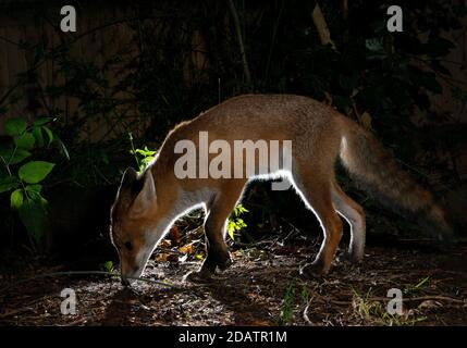 Fuchs in der Nacht in der Dunkelheit auf der Suche nach Nahrung oder Geruch von Beute mit seiner Nase auf dem Boden, Rand Licht um einen Teil des Körpers mit Dunkelheit um ihn herum Stockfoto