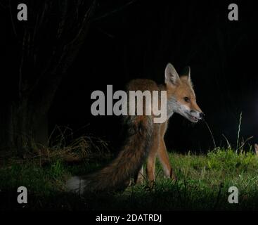 Fuchs in der Nacht stehend in Lichtfleck auf Gras, Rückansicht mit Kopf gedreht Blick auf eine Seite mit schönen vollen Pinsel (Schwanz) am nächsten an der Kamera Stockfoto