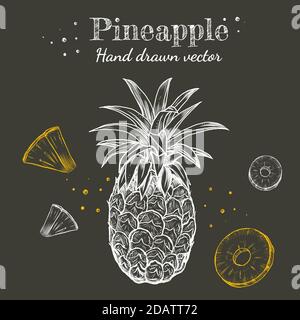 Vektor Linie Kunst Ananas Früchte Kreide Hand auf Kreidetafel Hintergrund Illustration Set gezeichnet. Stock Vektor
