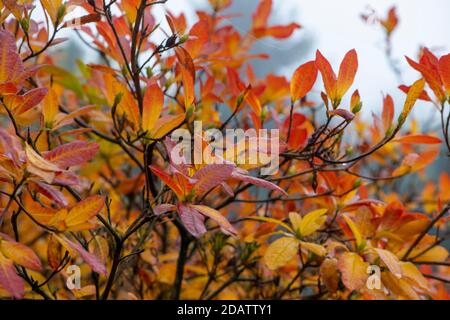 Goldene, gelbe, rote Herbstblätter aus nächster Nähe Stockfoto
