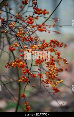 American Bittersweet, lateinischer Name Celastrus scandens, auf verschwommenem herbstlichen Hintergrund. Stockfoto