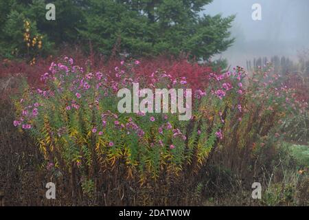 Atmosphärische herbstliche neblige Landschaft mit Chrysanthemen (manchmal auch als Mütter oder chrysantheme bezeichnet) Stockfoto