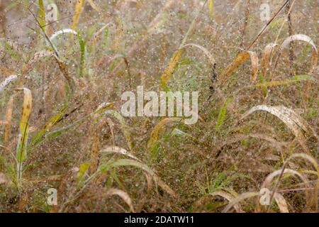 Ein Herbstgras mit Tau. Abstraktes Muster. Herbstkonzept. Stockfoto
