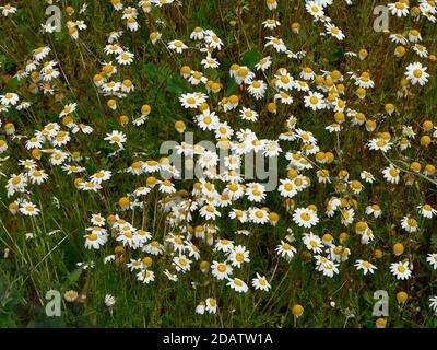 Chanomile (Matricaria chamomilla) blüht auf dem Land Sardiniens Stockfoto