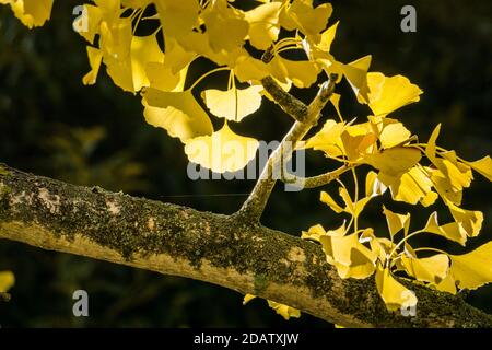 Leuchtend gelbe Blätter eines Ginkgo biloba Baumes im Herbstsonne Stockfoto