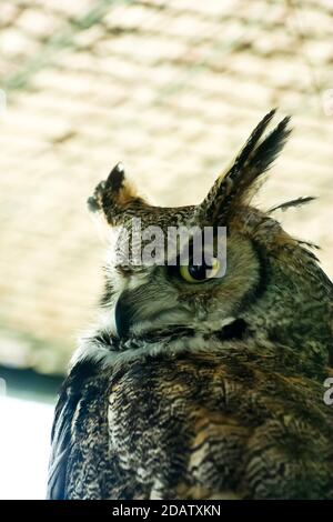 Buffy fische Eule in der Prager Zoo Stockfoto