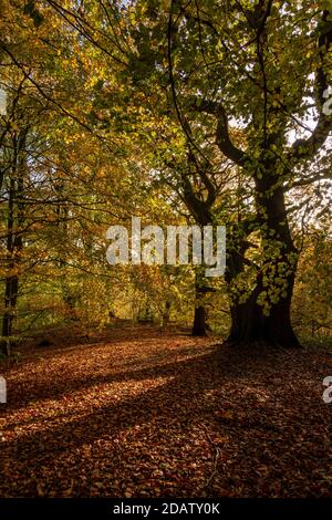 Herbstsonne durch Waldbäume schafft goldenen Teppich aus Blättern und atemberaubende Laubfarben, Middleton Woods, Ilkley, W Yorkshire, England, UK Stockfoto