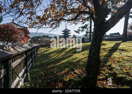 Blick auf die fünfstöckige Pagode des Kofuku-ji-Tempels in Nara, Japan an einem warmen Herbstmorgen Stockfoto