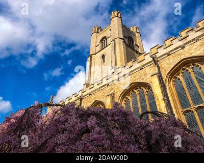 CAMBRIDGE, GROSSBRITANNIEN - MÄRZ 11. 2020 Uhr: Turmturm der Kirche St. Maria der Großen mit Frühlingsblüte auf dem Baum Stockfoto
