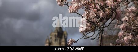 CAMBRIDGE, GROSSBRITANNIEN - MÄRZ 11. 2020: Panorama der Frühlingsblüte mit dem Turm der Emanuel United Reform Kirche im Hintergrund Stockfoto