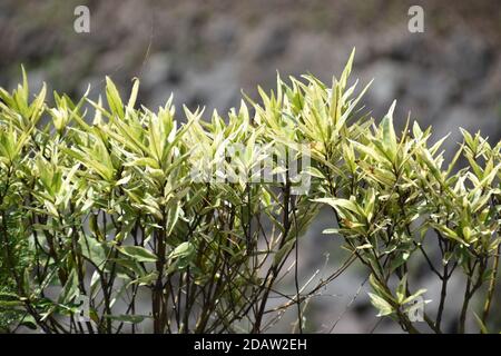 Kleiner tatarian Dogwood oder Elfenbein Halo Stockfoto