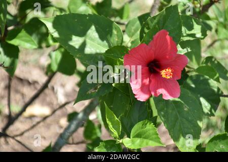 Schöne rosa Hibiskusblüte und grüne Blätter Stockfoto