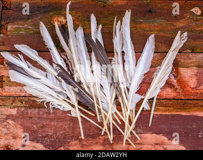 Gänsevögel Federn liegen auf einem Holztisch. Stockfoto