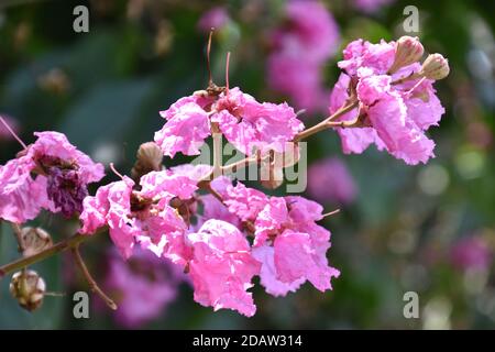 (Close view) Strauß von schönen rosa Krabben Myrte oder Lagerstroemia Blume Stockfoto