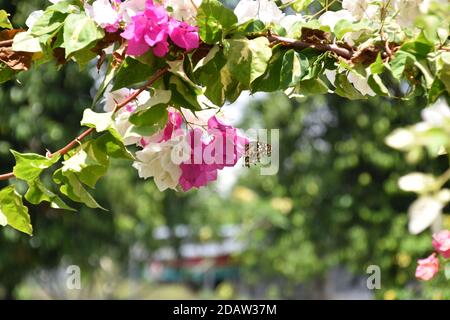 Ein Schmetterling thront auf bunten Bougainvillea Pflanze Stockfoto