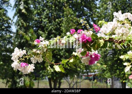 Bunte Bougainvillea Pflanze Stockfoto