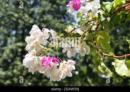 (Ansicht schließen) Bunte Bougainvillea Pflanze Stockfoto