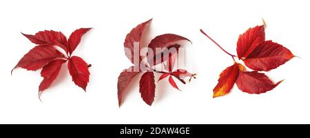 Gemeiner Hopfen oder humulus lupulus drei rote Herbstblätter isoliert auf weißem Hintergrund. Set aus Herbstblättern als saisonales Gestaltungselement. Draufsicht. Stockfoto
