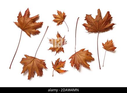 Unterseite der lila Blätter der königlichen roten Ahornbaum Blätter oder acer platanoides isoliert auf weißem Hintergrund. Set von Herbstblättern als Gestaltungselement. Stockfoto