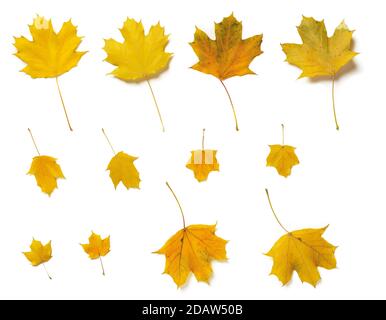 Set von Fall gelb Ebene oder Platanen Baum Blätter beide Seiten isoliert auf weißem Hintergrund. Herbstblätter als saisonales Gestaltungselement. Draufsicht. Stockfoto