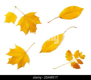Satz von verschiedenen gelben Herbstblättern isoliert auf weißem Hintergrund. Herbstblätter als saisonales Gestaltungselement. Draufsicht. Stockfoto