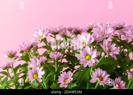 Blüte von hellrosa Topfmums oder Chrysantheme morifolium auf pastellrosa Hintergrund. Leer für Grußkartendesign. Speicherplatz kopieren. Vorderansicht. Stockfoto