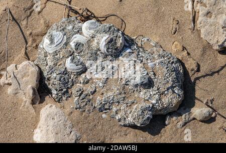 Meeresmuschelfossilien in Kalkstein, La Mata, Torrevieja, Costa Blanca, Provinz Valencia, Spanien, EU, Europa Stockfoto
