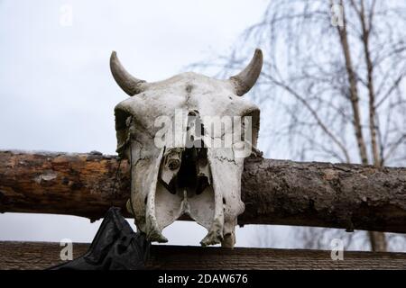 Kuhschädel hängt an einem Holzzaun auf der Straße Stockfoto