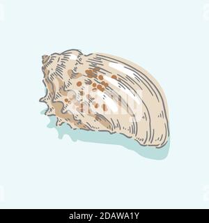 Muschel, Muschel, Meer, Weichtiere, Schalentiere, nautische Illustration Stock Vektor