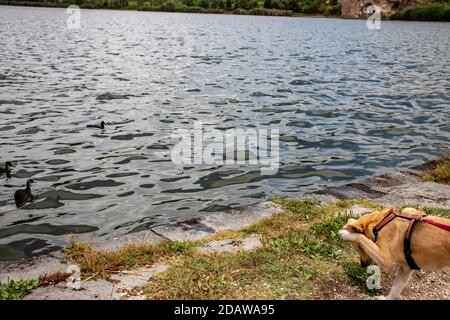Ein Hund ist fasziniert von einer Gruppe von Enten, die auf dem See schwimmen. Stockfoto