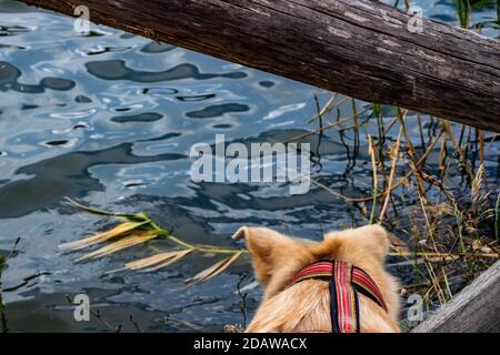 Ein Hund ist fasziniert von einer Gruppe von Enten, die auf dem See schwimmen. Stockfoto