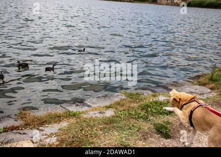Ein Hund ist fasziniert von einer Gruppe von Enten, die auf dem See schwimmen. Stockfoto