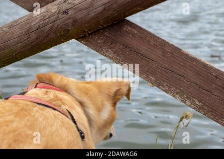 Ein Hund ist fasziniert von einer Gruppe von Enten, die auf dem See schwimmen. Stockfoto