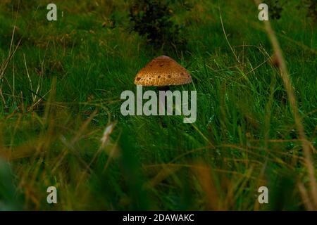 Ein Pilz wächst auf Waldboden. Horizontale Komposition, Vollformat, selektiver Fokus Stockfoto