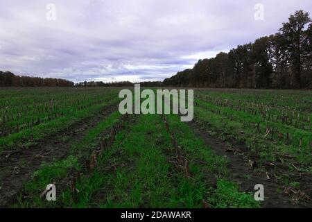 Pflügefeld auf Bio-Ackerland, Niederlande. Vollformat, horizontale Komposition, Kopierbereich. Stockfoto