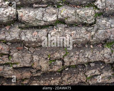 Textur des alten Baumstammes in der Natur Stockfoto