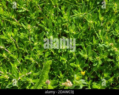 Wilder Thymian auf dem Feld. Stockfoto