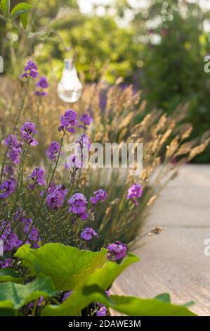 Erysimum linifolium 'Super Bowl Mauve', blühend Stockfoto