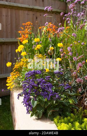 Heliotrope Zwerg Marine, Heliotropium arborescens mit Coreopsis grandiflora 'Early Sunrise', Verbena bonariensis und Crocosmia in einem Hüttengarten ra Stockfoto