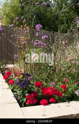 Heliotrope Dwarf Marine, Heliotropium arborescens mit zonalen Pelargonien, die in einem Hochbett wachsen Stockfoto