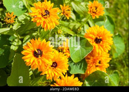 Rudbeckia 'Alle Sorten gemischt', Kegelblumen, in Blüte Stockfoto