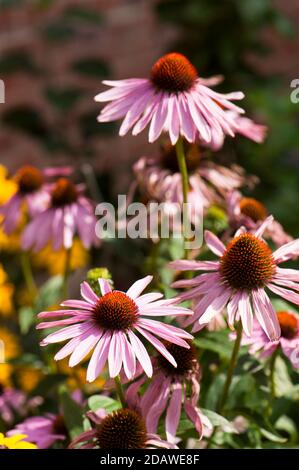 Echinacea purpurea, östlicher Purple Coneflower oder Purple Coneflower in Blüte Stockfoto