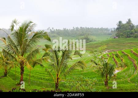 Panoramablick auf die traditionellen balinesischen tropischen Terrassen. Jatiluwih Dorf grüne Reisfelder in der Regenzeit. Kultur, Kunst und Natur von Bali und Java Stockfoto