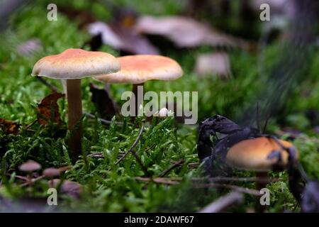 Nahaufnahme von cremebraunen Pilzen, Hebeloma sinapizans, Pilz auf Waldboden zwischen grünem Moos und Herbstblättern. Große Gingham Hut. Okt. 2020 Stockfoto