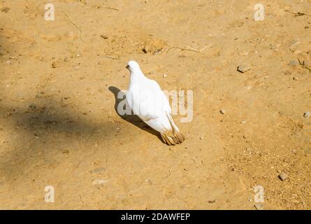 Weiße Taube oder Tauben auf schwarzem Hintergrund, Weiße Taube isoliert, Vogel des Friedens Stockfoto
