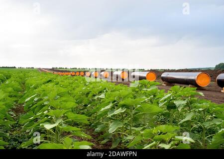 Bauarbeiten für Gasfernleitung im Sonnenblumenfeld. Stockfoto