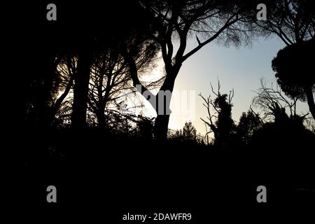 Bei Sonnenuntergang werden die Schatten der Bäume geboren. Stockfoto
